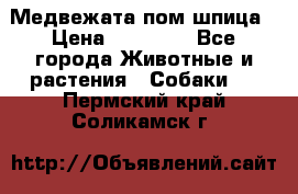 Медвежата пом шпица › Цена ­ 40 000 - Все города Животные и растения » Собаки   . Пермский край,Соликамск г.